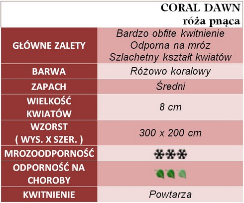 Coral Dawn róże pnące